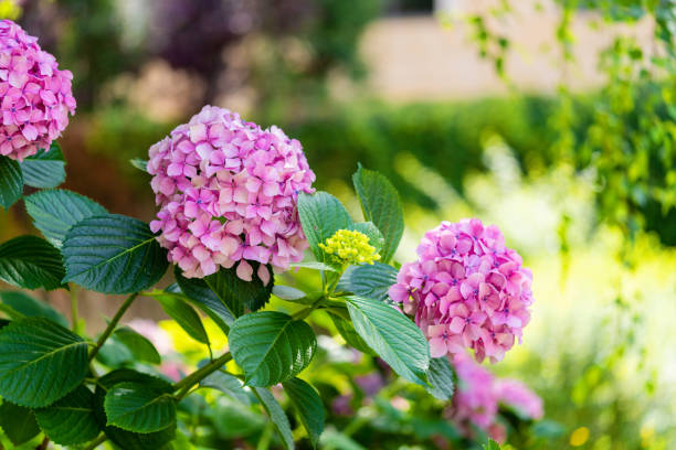 istock Hydrangea flower, Hydrangea macrophylla, or Hortensia flower with green stem and foliage blooming in spring and summer 1768724084