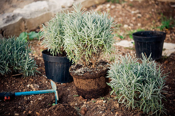 Planting lavender plants stock photo