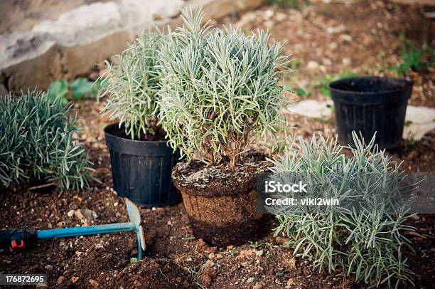 Planting Lavender Plants Stock Photo - Download Image Now - Lavender - Plant, Planting, Agriculture