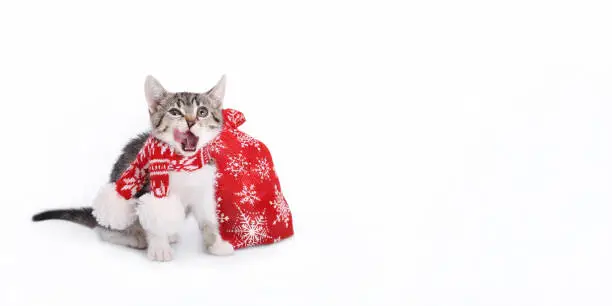 Photo of Kitten. Happy New Year. Christmas sale banner. Christmas Bags gifts