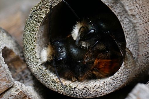 Natural closeup on two colorful fluffy male European horned mason bee, Osmia cornuta at at a nest in the bee-hotel