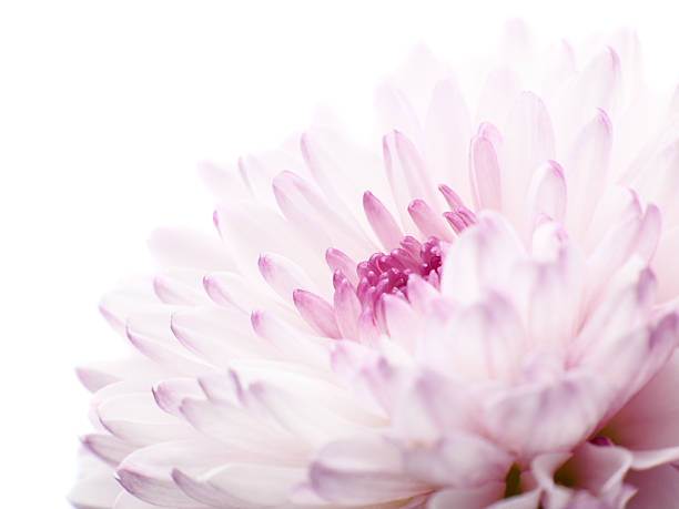 Pink chrysanthemum stock photo