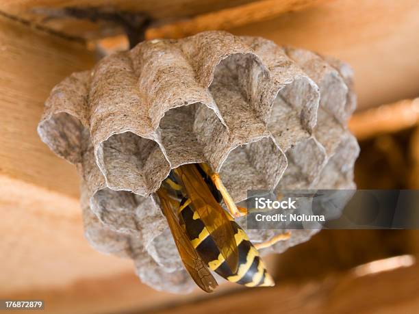 Foto de Wespe Im Wespennest e mais fotos de stock de Abstrato - Abstrato, Amarelo, Animal