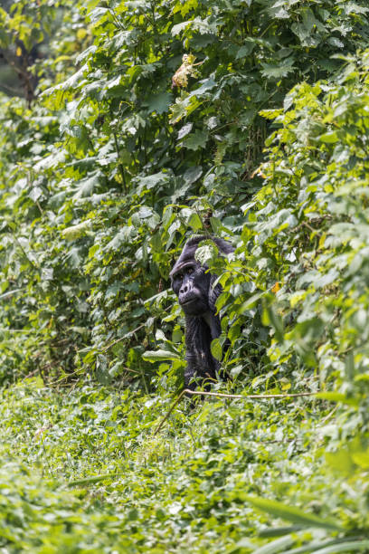 istock TOPSHOT-BWINDI-NATIONAL-PARK-GORILAS 1768730006