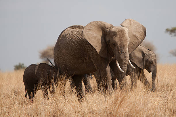 istock Elephants in Serengeti NP 176873105