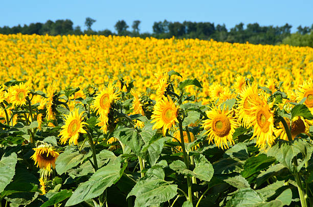 istock Field of Sunflowers 176873153