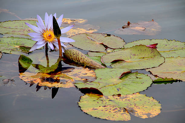 water lily stock photo