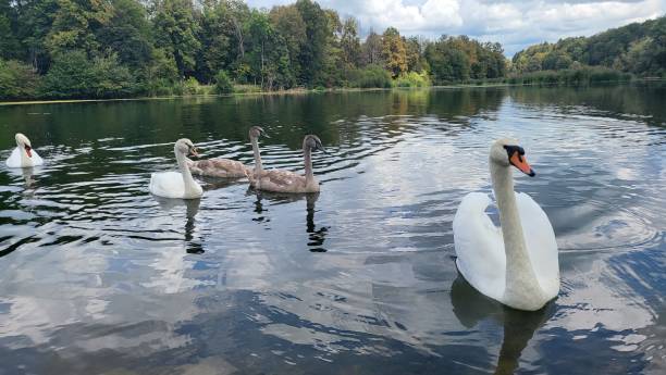 istock three ducks swim in the water with trees in the background 1768734971