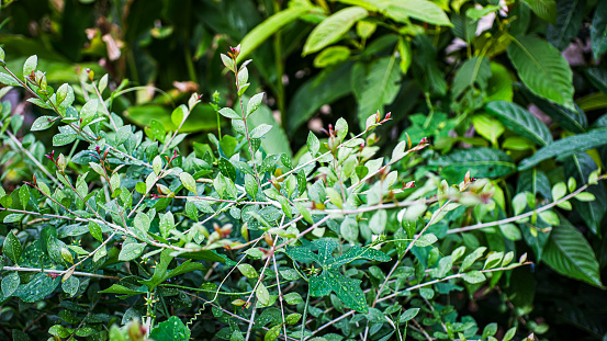 Leaf and stem characteristics, herbaceous plant, Lawsonia inermis, Lythraceae, close-up photo