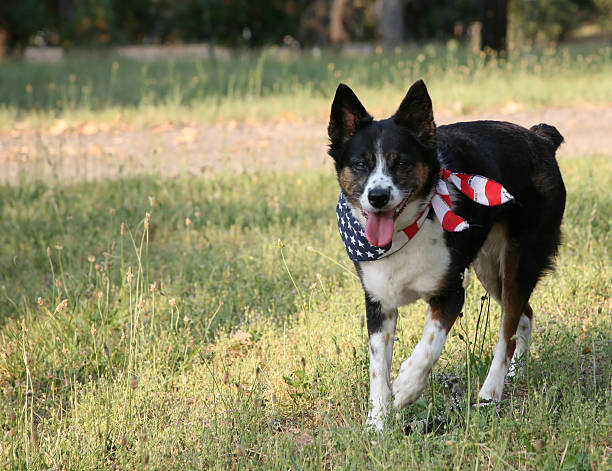 Patriotic Dog with USA Flag Bandanna stock photo