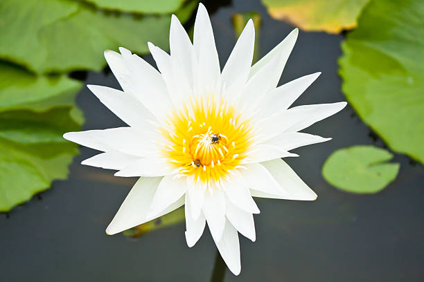 White lotus stock photo