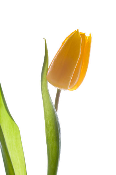 Tulipanes amarillo - foto de stock