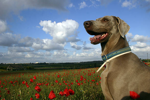 dog in poppy field stock photo