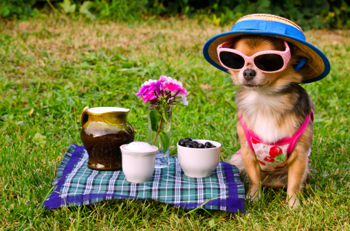 Chihuahua perro en el picnic photo