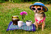 Chihuahua dog at the picnic