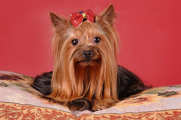 istock Pretty yorkshire terrier lying on the pillow 176873968