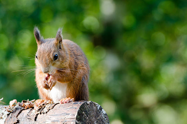 Red squirrel feeding stock photo