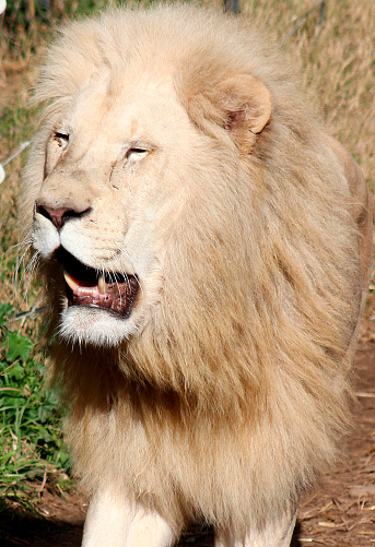 A close-up image of a mature male white lion.