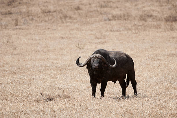 Buffalo in the wild, Serengeti NP, Tanzania stock photo