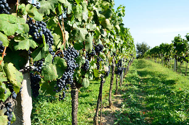 istock Vine in Burgenland 176874605