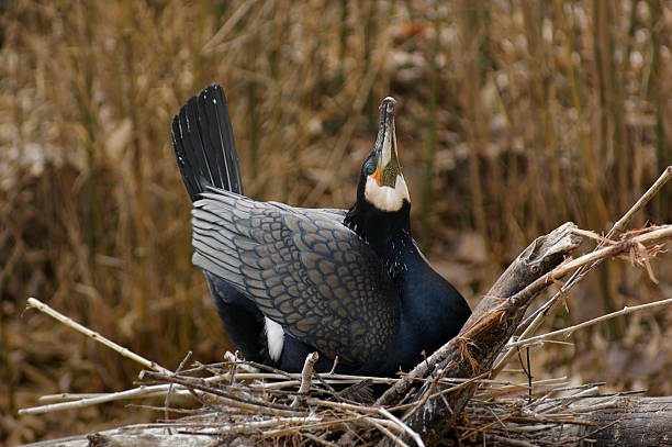 cormorano naturale nido grande posteriore - crested cormorant foto e immagini stock