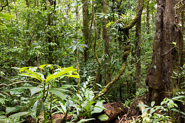 Interior of a tropical rainforest