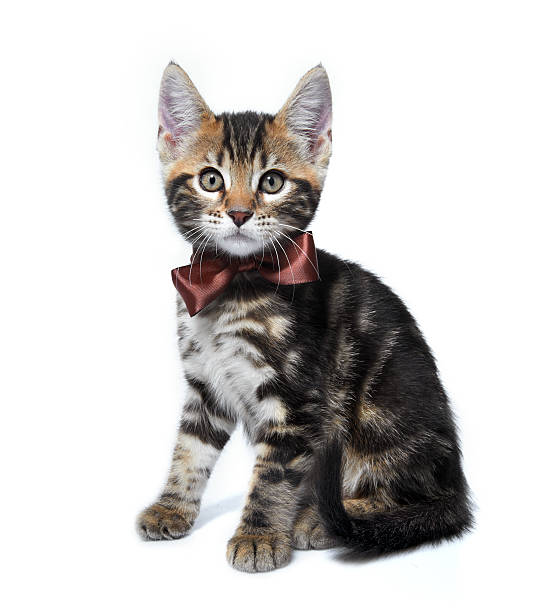 istock Kitten of the Metis breed ( Bengal + Maine Coon). 176874798