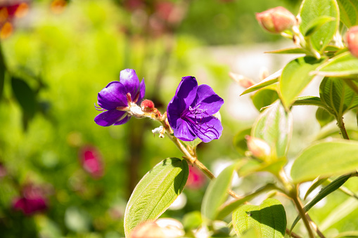 Mainau, Germany, July 20, 2023 Tibouchina Urvilleana plant is growing in a park