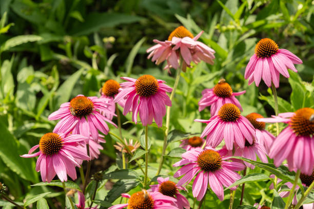 istock Echinacea Purpurea or purple cone flower in Mainau in Germany 1768749116