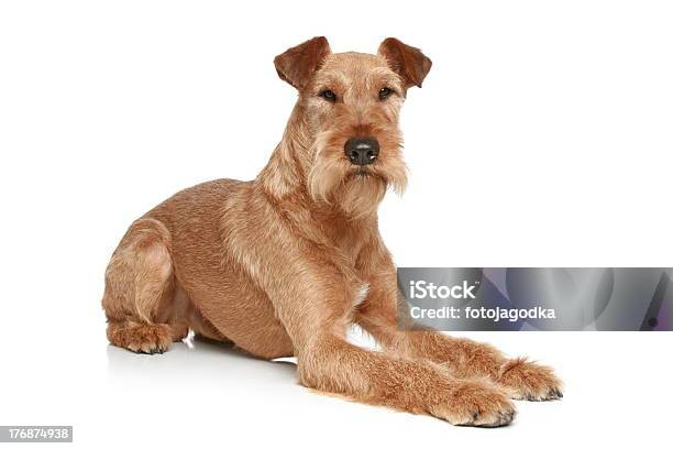 Irish Terrier Leżeć Na Białym Tle - zdjęcia stockowe i więcej obrazów Terier irlandzki - Terier irlandzki, Brązowy, Czerwony