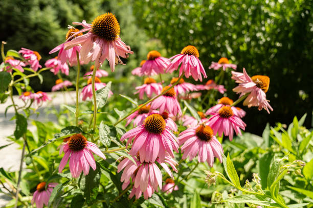 istock Echinacea Purpurea or purple cone flower in Mainau in Germany 1768749651