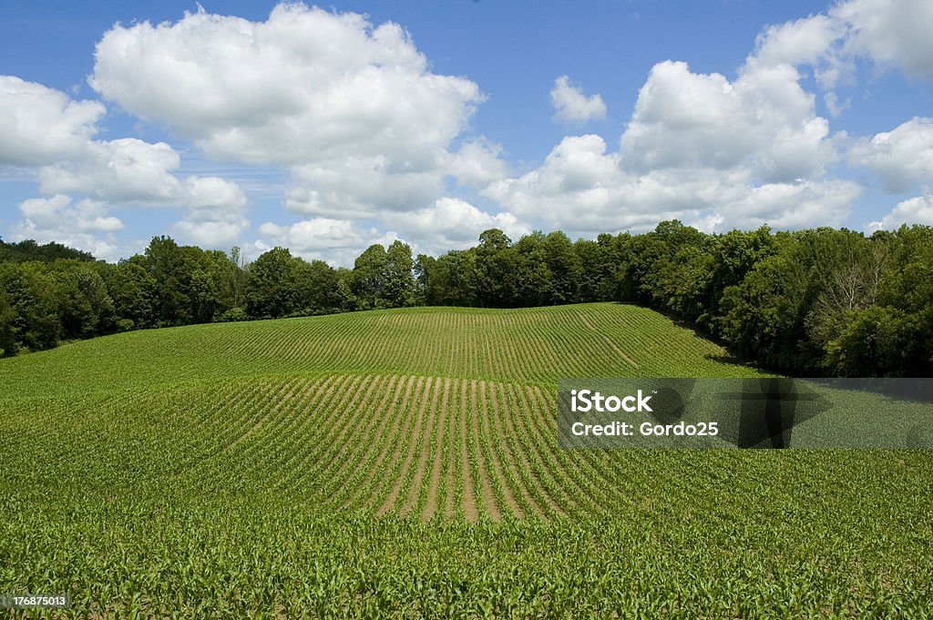 Campo de milho com céu azul - Foto de stock de Agricultura royalty-free