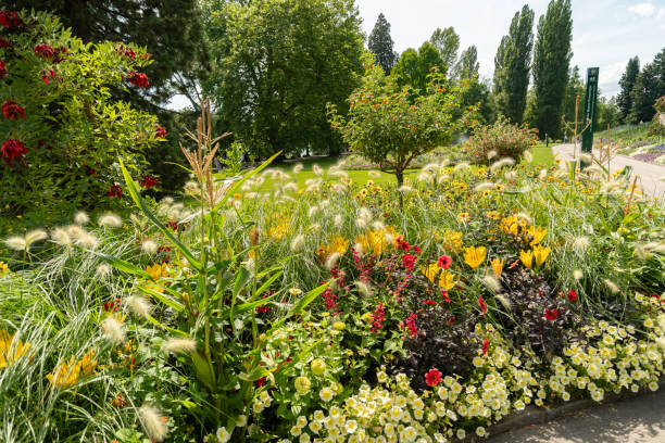 istock Beautiful plants in a park in Mainau in Germany 1768750751