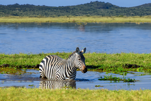 Zebra in water. African savannah, National park of Kenya