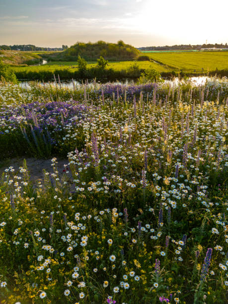 istock Wild flowers panorama sunrise. 1768751376