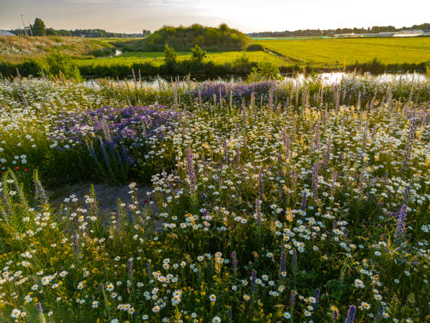 Wild flowers panorama sunrise. stock photo