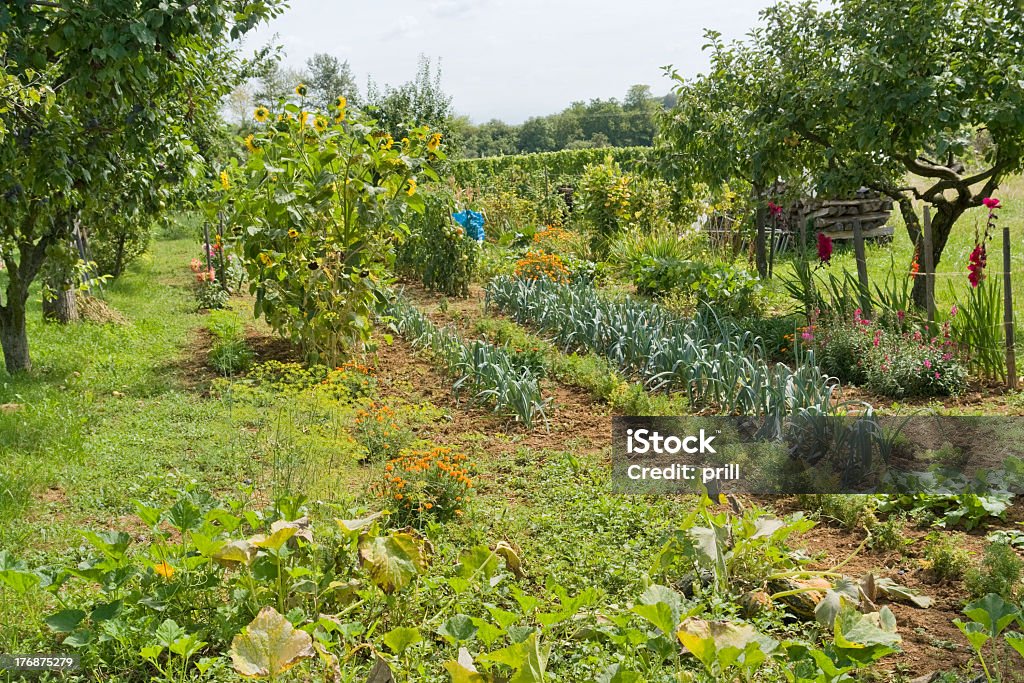Asignación al jardín - Foto de stock de Jardín de la comunidad libre de derechos