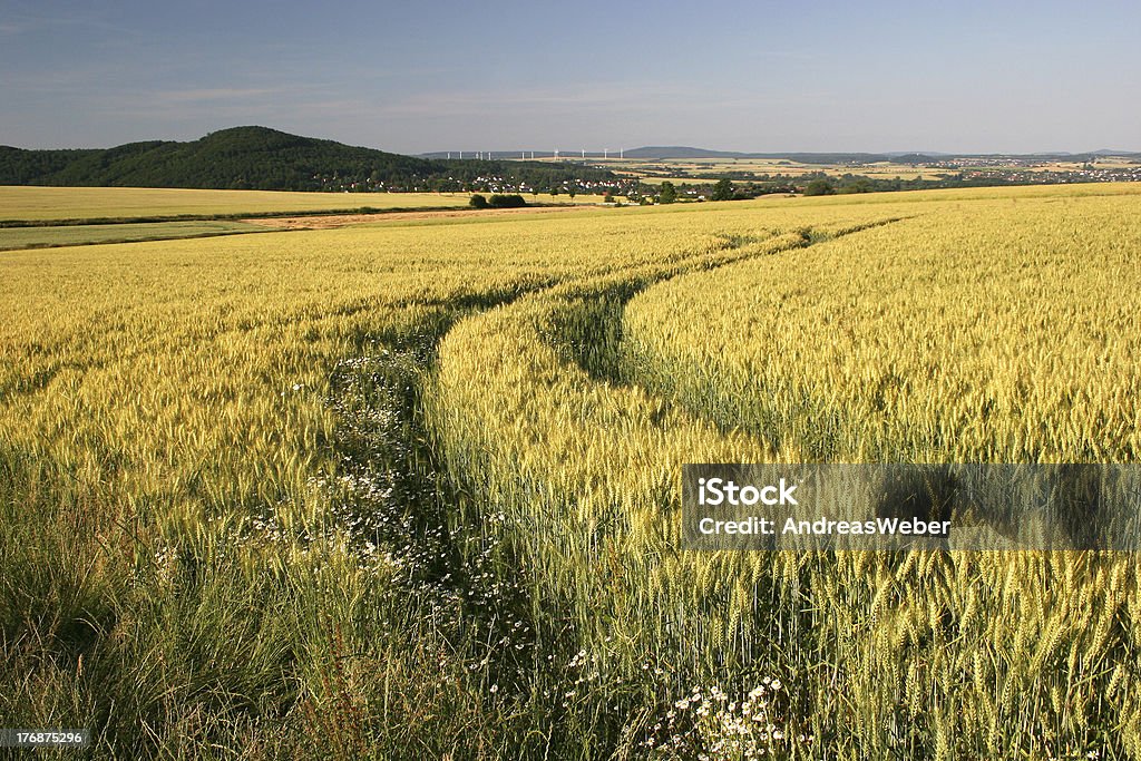 Champ d'orge avec tracteur lane - Photo de Orge libre de droits