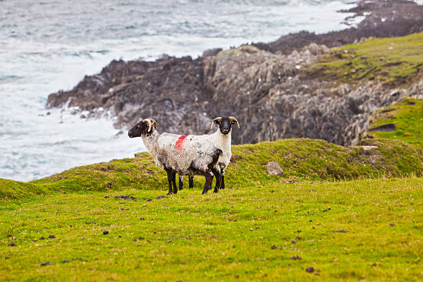 istock Sheeps at Achill Island, Ireland 176875317