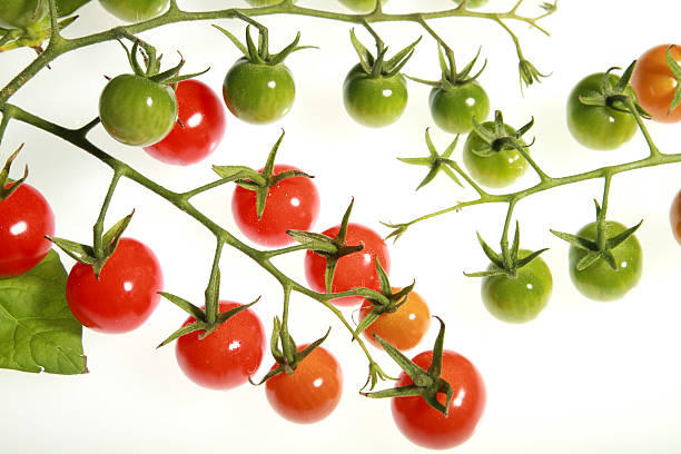 Kirschtomaten Tomaten – Foto