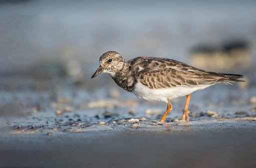 a beautiful shot of a Ruddy Turnstone searching for food at the beach