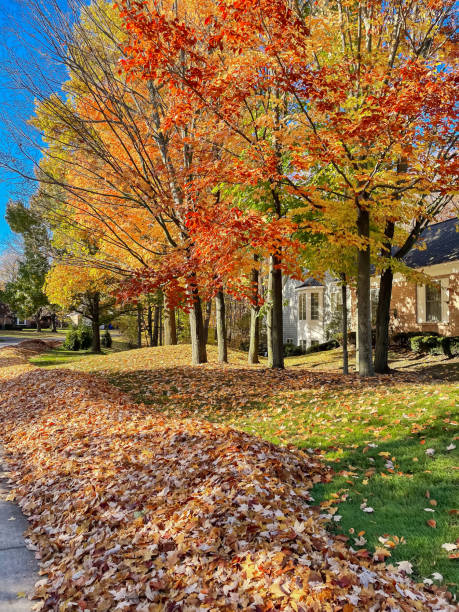 istock Beautiful fall foliage maple trees and large pile at front yard ready for curbside collection pickup service in Rochester, Upstate New York, USA, leaf removal cleanup for homeowners 1768754549