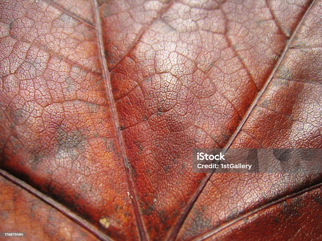 autumn leaf red, macro "autumn leaf red, macro, short depth of field at the rear part  (2)" Aging Process Stock Photo