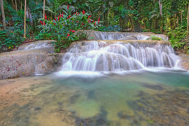 тропический пейзаж - waterfall tropical rainforest water jamaica стоковые фото и изображения
