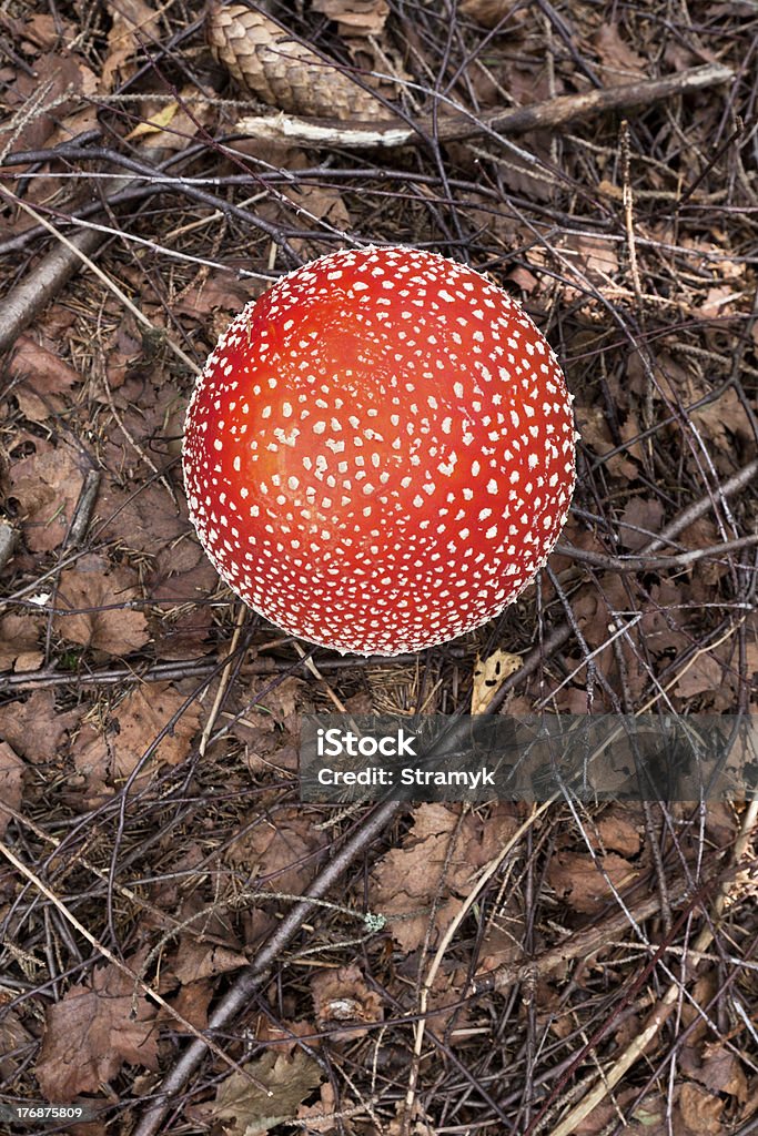 Ядовитый гриб - Стоковые фото Amanita parcivolvata роялти-фри