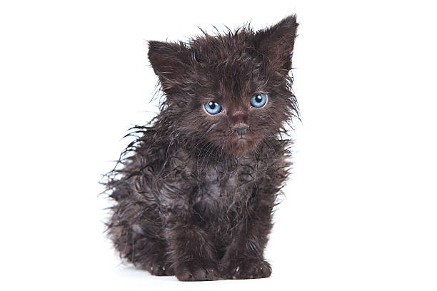 Little kitten in white background stock photo