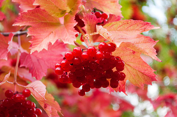 istock berry viburnum in autumn 176875877