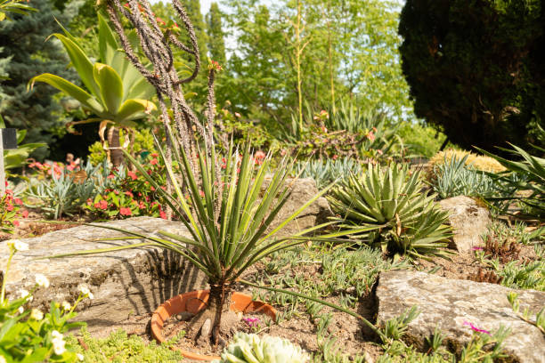 istock Different desert plants in a park in Mainau in Germany 1768758948