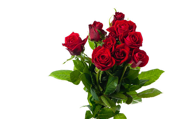 istock bunch of red roses with leaves isolated 176875963