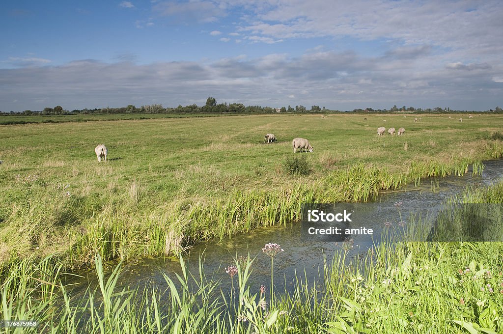 Doméstico ovinos, Holanda - Foto de stock de Agricultura royalty-free